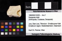 Foto (Objket + Etiketten) von Decapoda indet. 